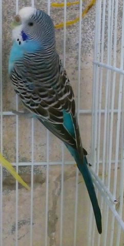 Azul Clasica