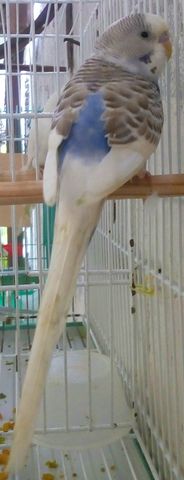 Canela