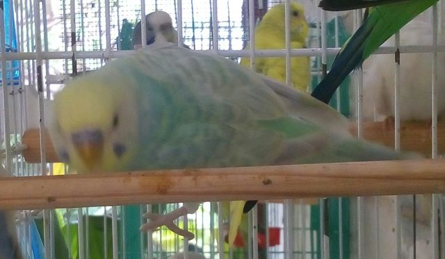 Diluido