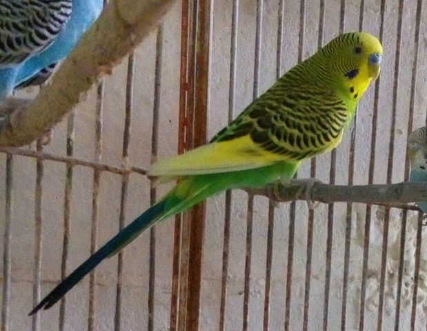 Verde cesped clasico