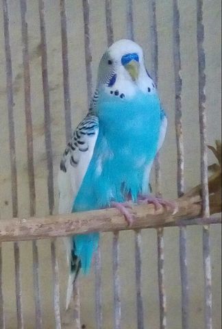 Azul cielo Pio alas Blancas